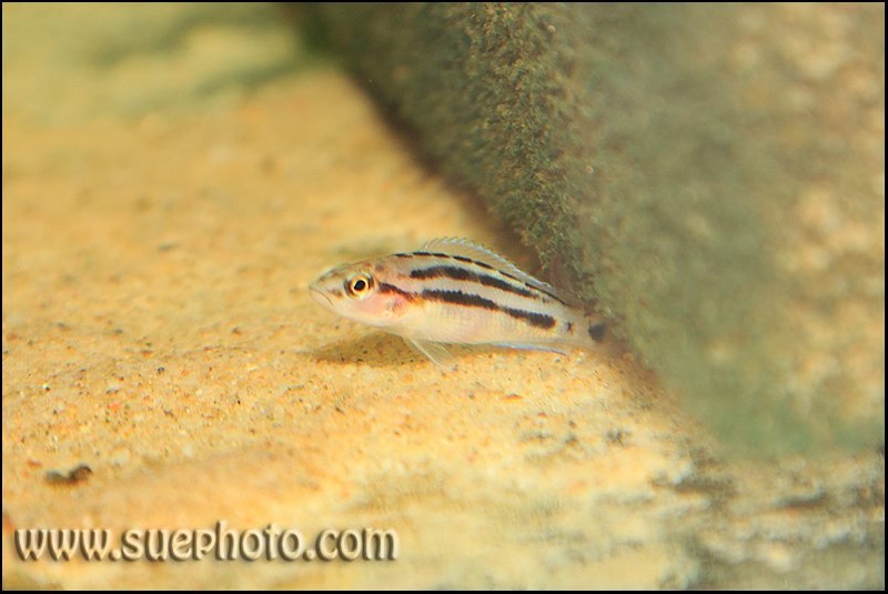 Neolamprologus bifasciatus 'Kombe'